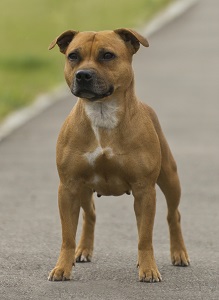 стаффордширский бультерьер